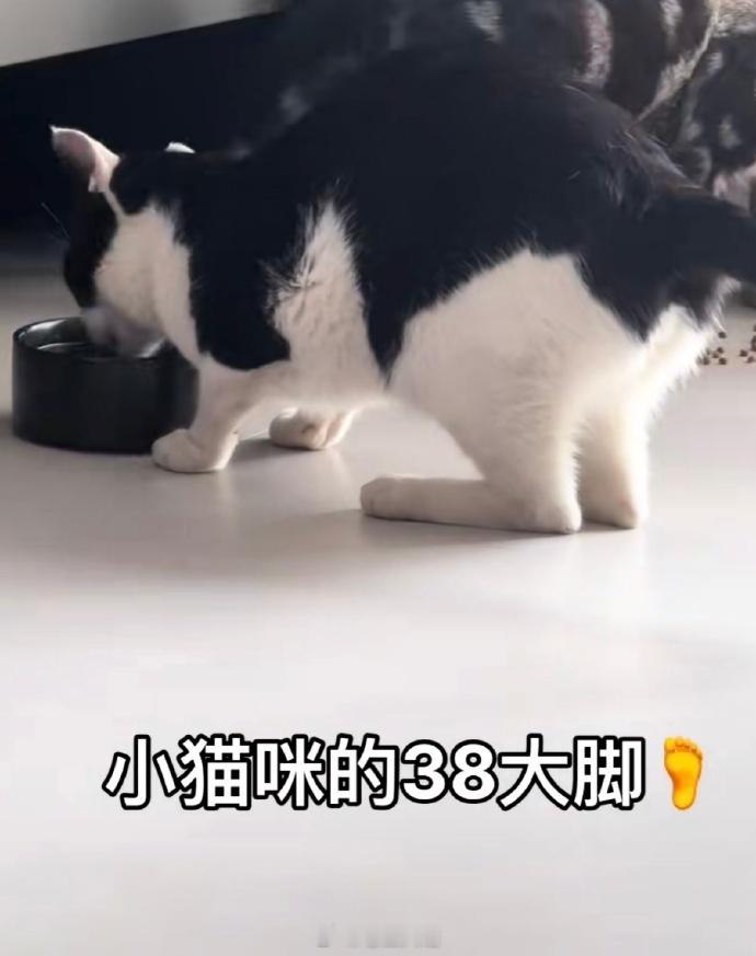 也没人告诉我小猫的脚这么大呀​​​