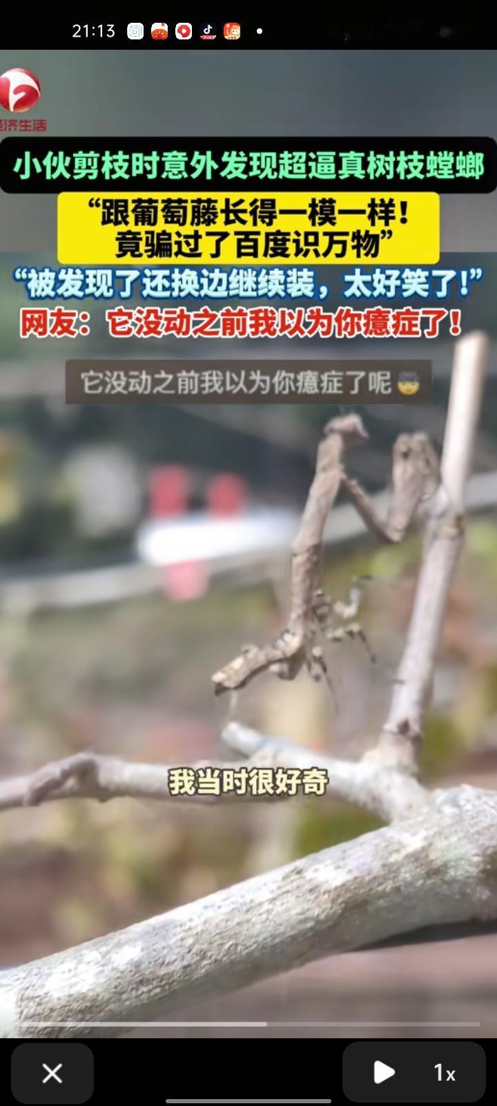 10月16日，湛江廉江市。小伙剪葡萄枝是意外发现超逼真树枝螳螂，和葡萄藤太像了，