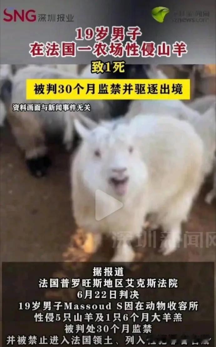 这事真不是三哥干的！一19岁男子，在法国一农场性侵多只山羊，导致5伤1死。
