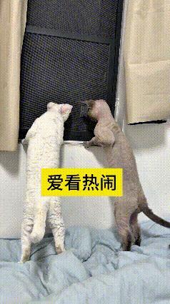 隔壁邻居半夜吵起架来，噼里啪啦还不停摔物件。屋里俩猫咪听见动静，立马扒着窗台踮起