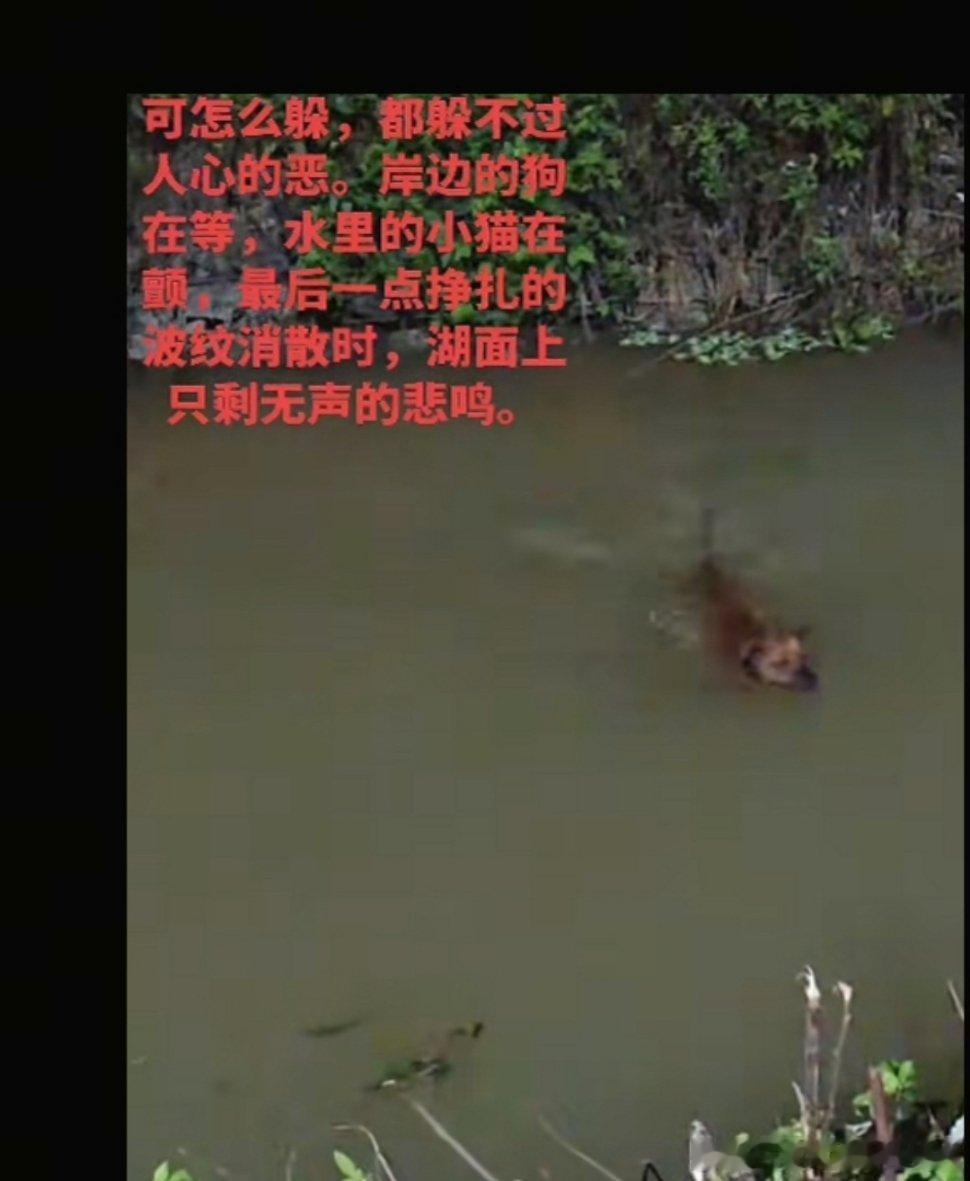 原视频是几个人把一只流浪猫扔进河里，还让自家狗下去咬猫不让猫游上来，评论区炸出