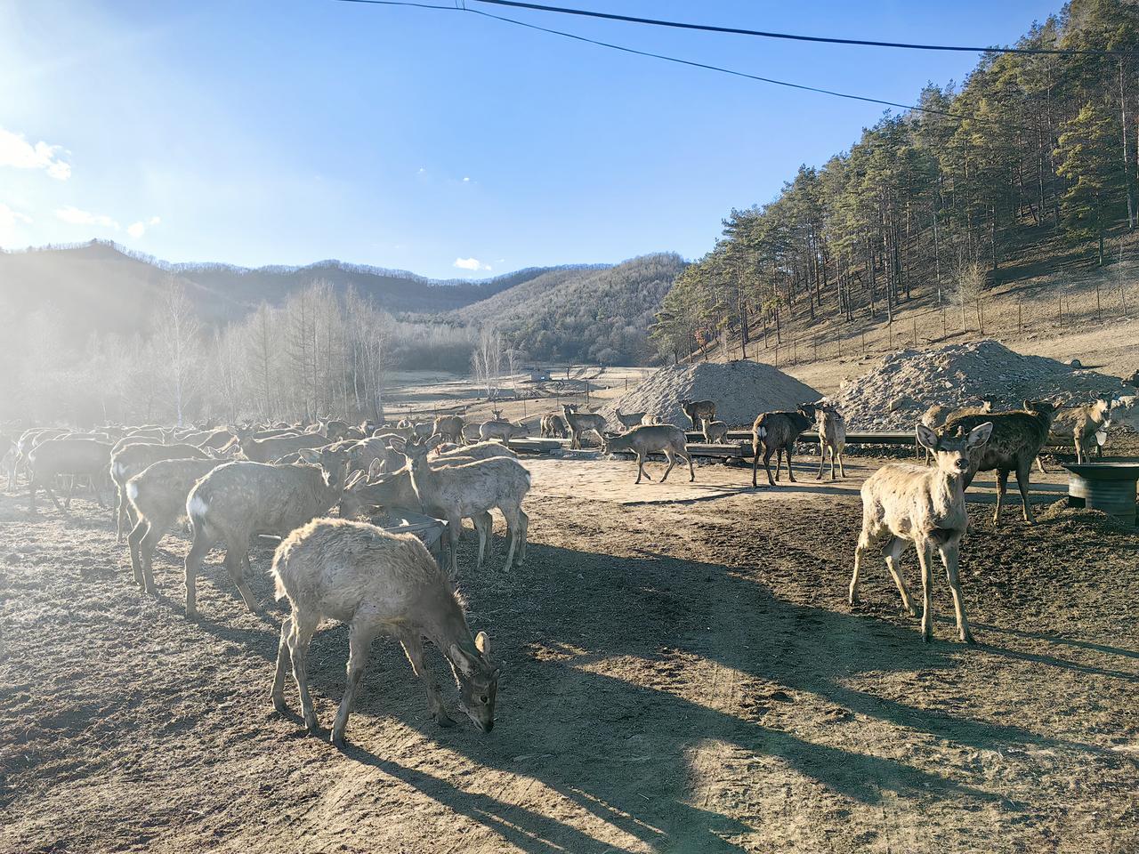 +旅游模式的养鹿基地热闹非凡。踏入其中，便能看到成群的梅花鹿在开阔的草地上悠然