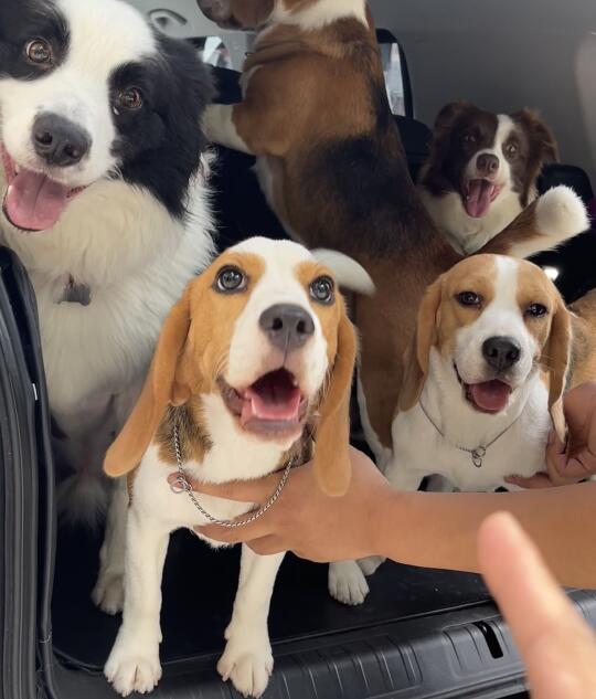 狗狗巴士🚌