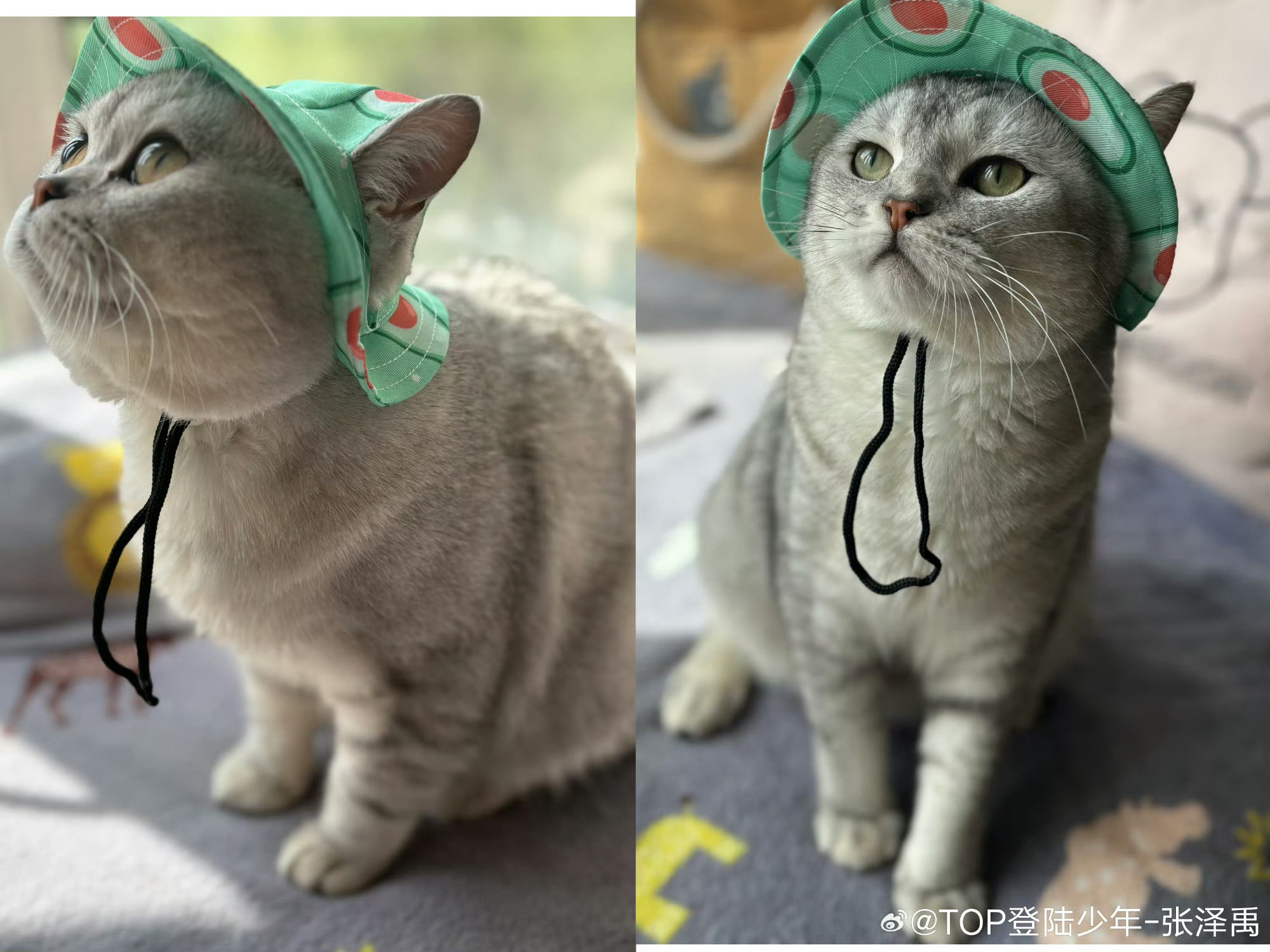 张泽禹一模一样的猫养两只两只小猫到张泽禹家一周年了！他自己说傻傻分不清它们，但
