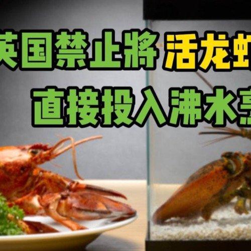 英国禁活煮龙虾！2.2万电击设备逼疯吃货，这波操作是文明还是矫情？12月2
