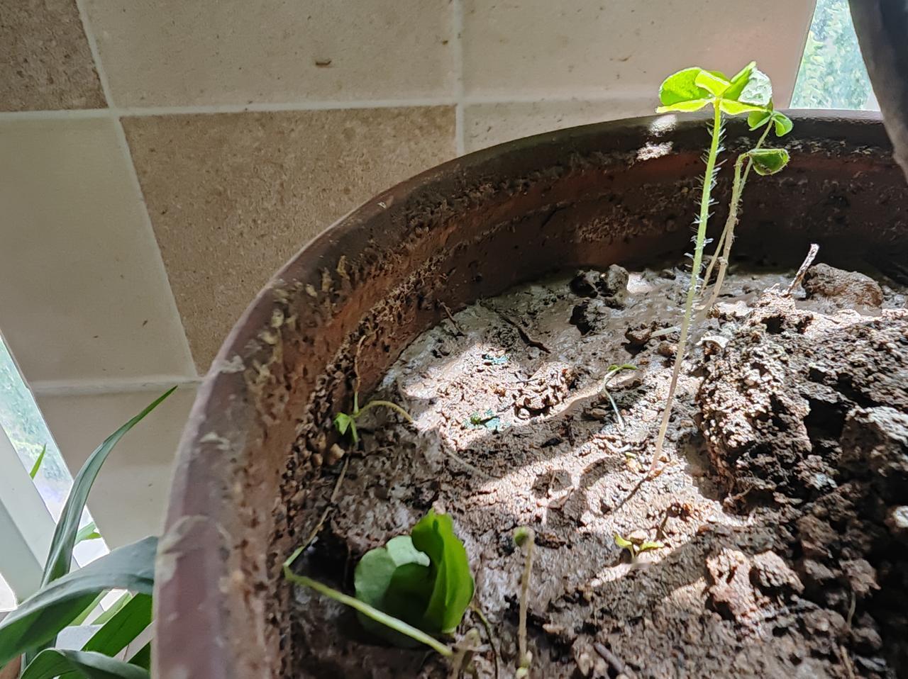 酢浆草的生命力太顽强了，它们既漂亮，又坚韧，能在我的花盆里一茬又一茬地发芽、盛开