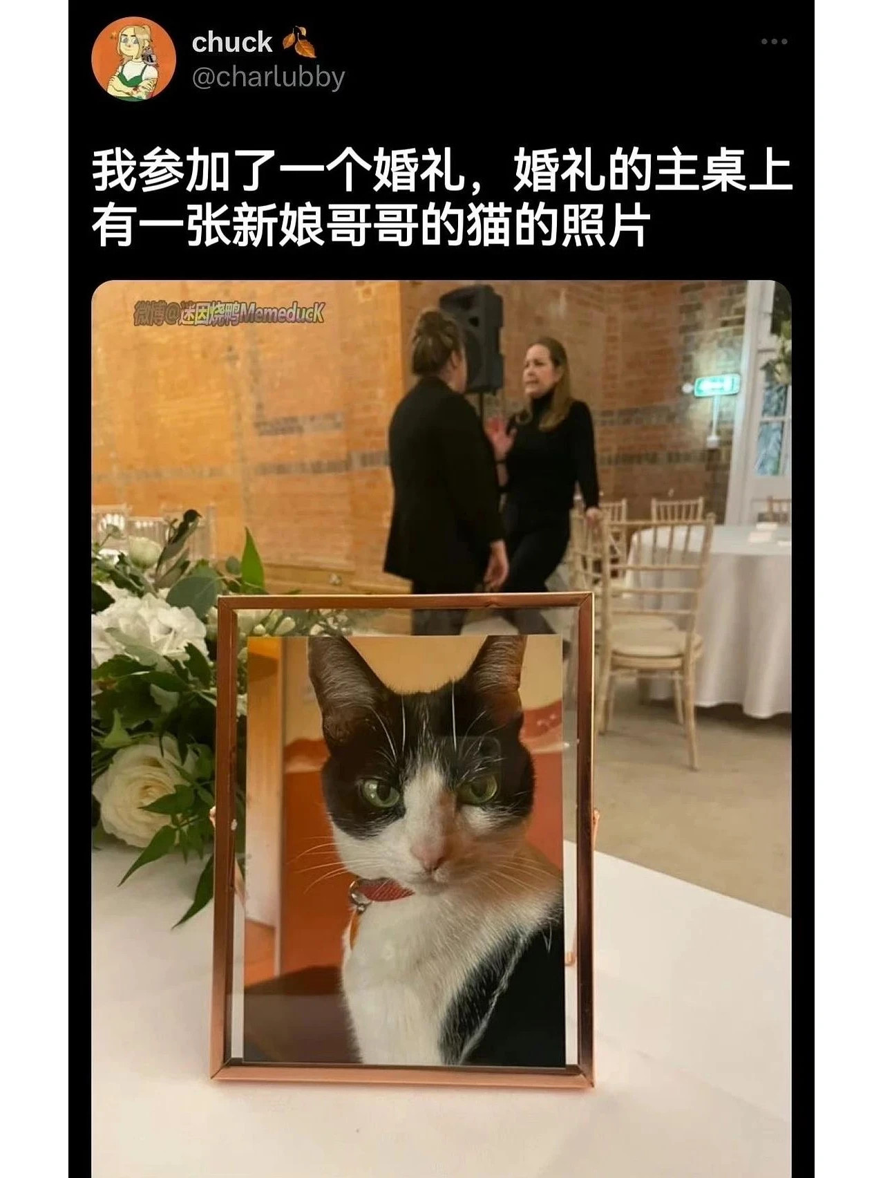 总有一些小猫咪会打碎我的心