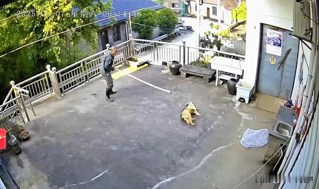 院子里有只狗狗，大爷路过时，狗狗狂叫了两声。大爷便在护栏外捡起一块砖块砸向狗狗，