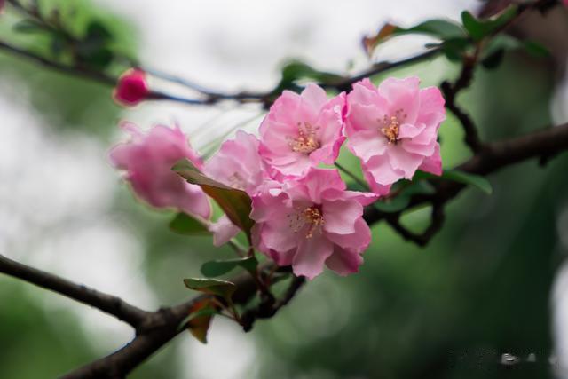 昆明随记: 圆通山海棠花开