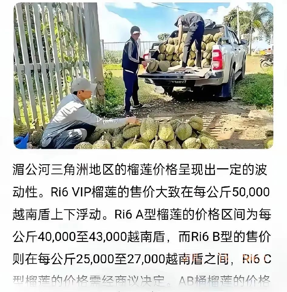 越南榴莲商坐不住了。中国海关专家组7月12日到越南，全链条检查榴莲生产。只