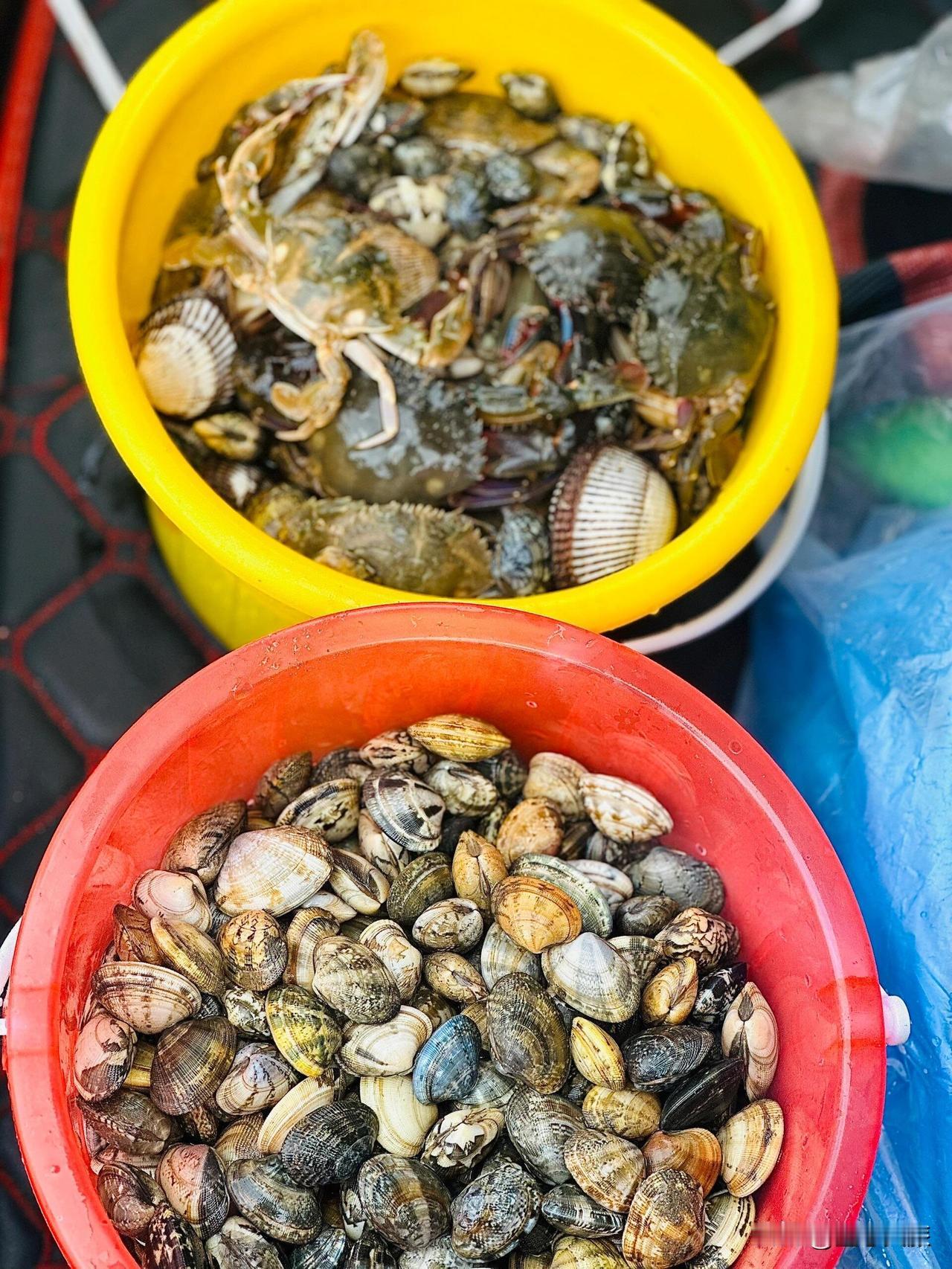 鲅鱼圈赶海有大货今天暴桶了我是捅了蚬子窝吗？今天应该是刮北风的原因蚬子