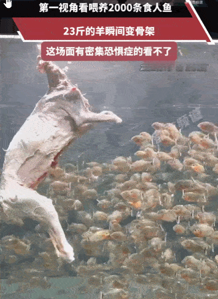 看得头皮发麻！最近网上一段食人鱼进食的视频，又把不少人吓到了，画面里，一块体型不