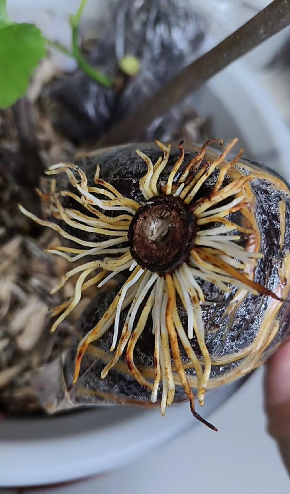 看了这长图片，我真服了这位扦插无花果的高手！原来无花果扦插门道这么多。春天扦插最