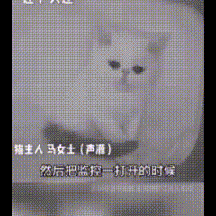 母猫送走3只崽后，独留小猫深夜扒笼找家人，主人监控里看红了眼深夜查监控的瞬