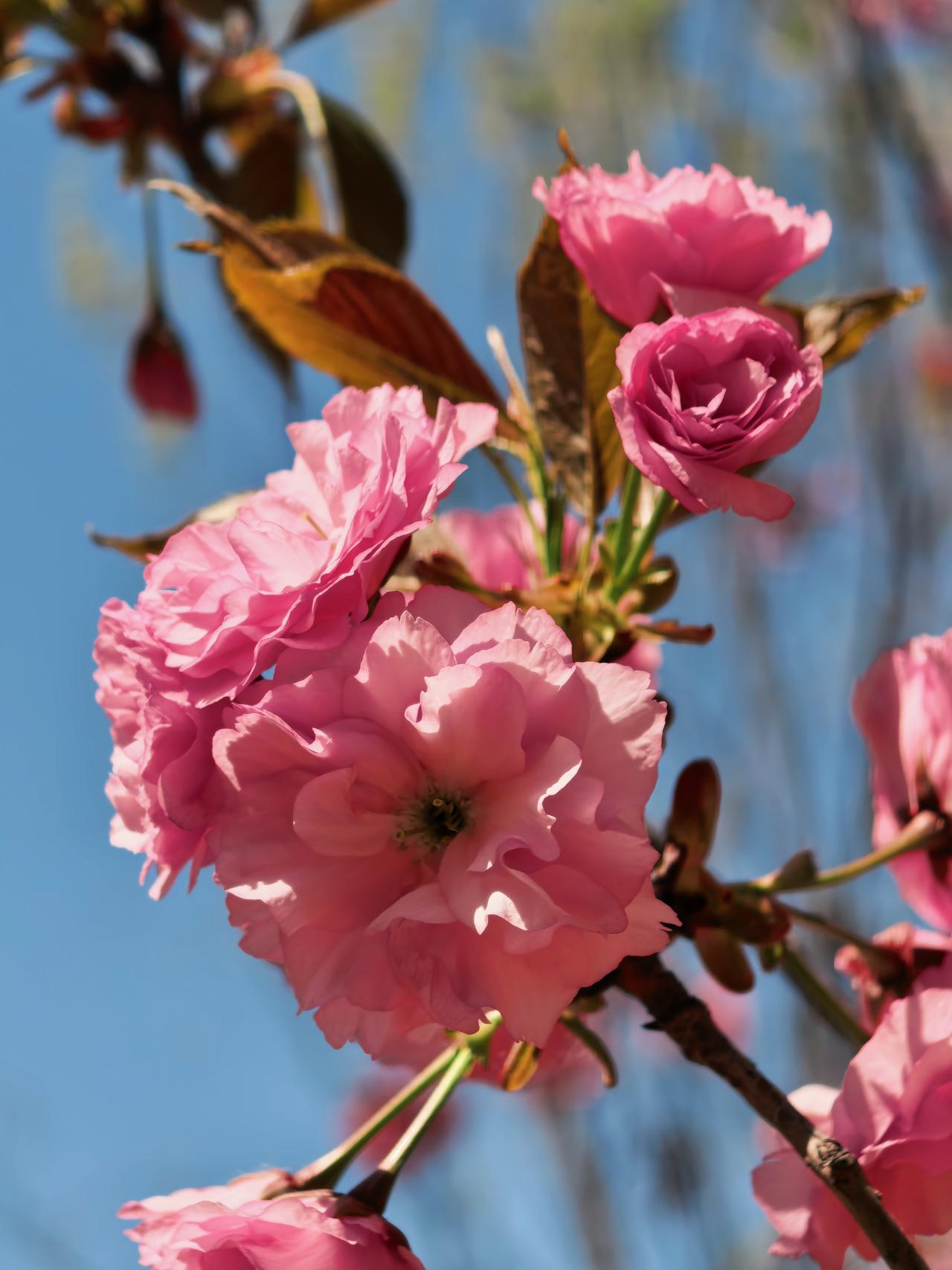 绚烂的樱花，芬芳的丁香花暮春四月，春花凋零，花瓣如雪花般纷纷扬扬地飘洒在大地