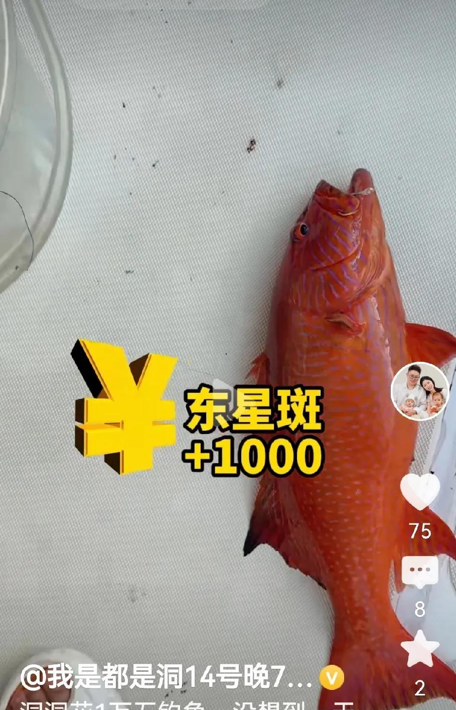 都是洞西沙群岛钓鱼记，有钱人的世界就是豪横，都是洞小朋友今年才三十冒头，上班四五