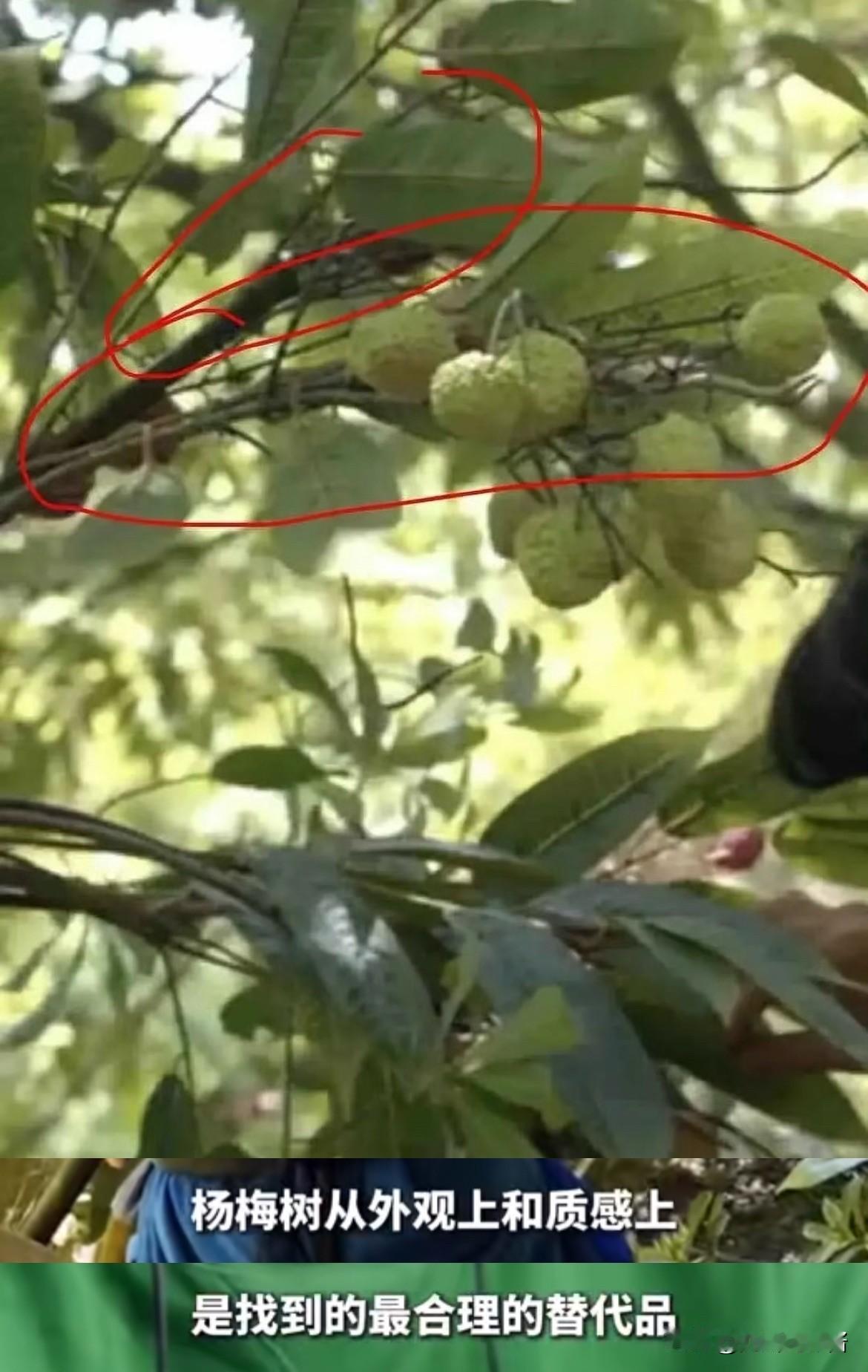 大家看出来了吗？《长安的荔枝》里的荔枝树竟然是假的‼️原来这部剧并不是在广