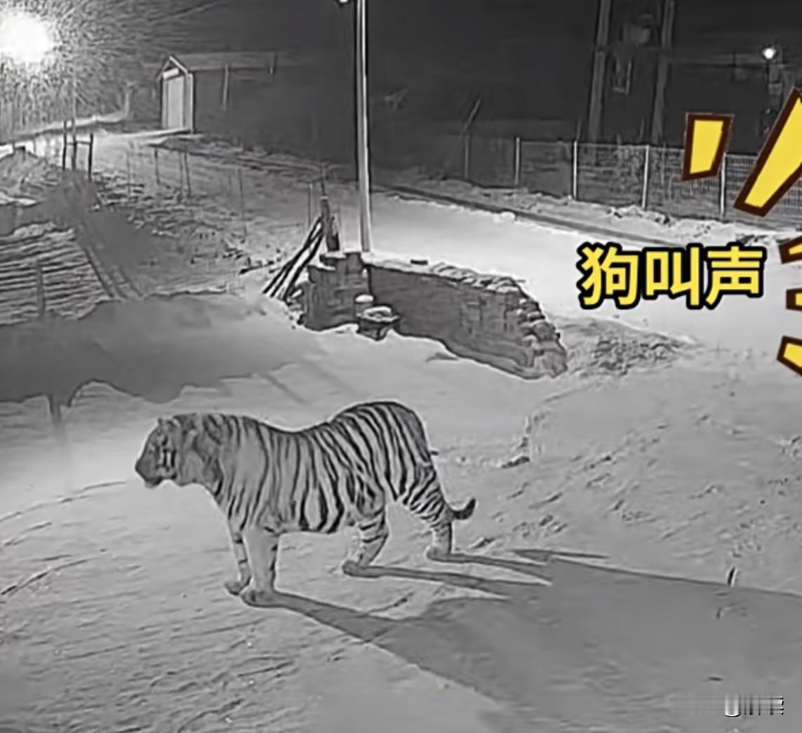吉林村民家门口出现老虎1月21日凌晨，夜色正浓，吉林延边珲春市密江乡下洼子村