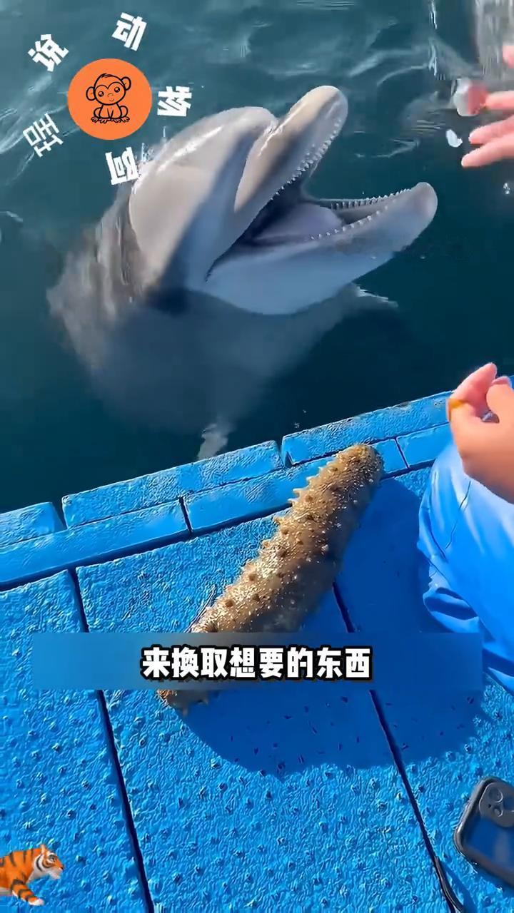 当海豚感到口渴时，可能会让你大吃一惊，它们竟然会带礼物给人类来换取想要的东西。有