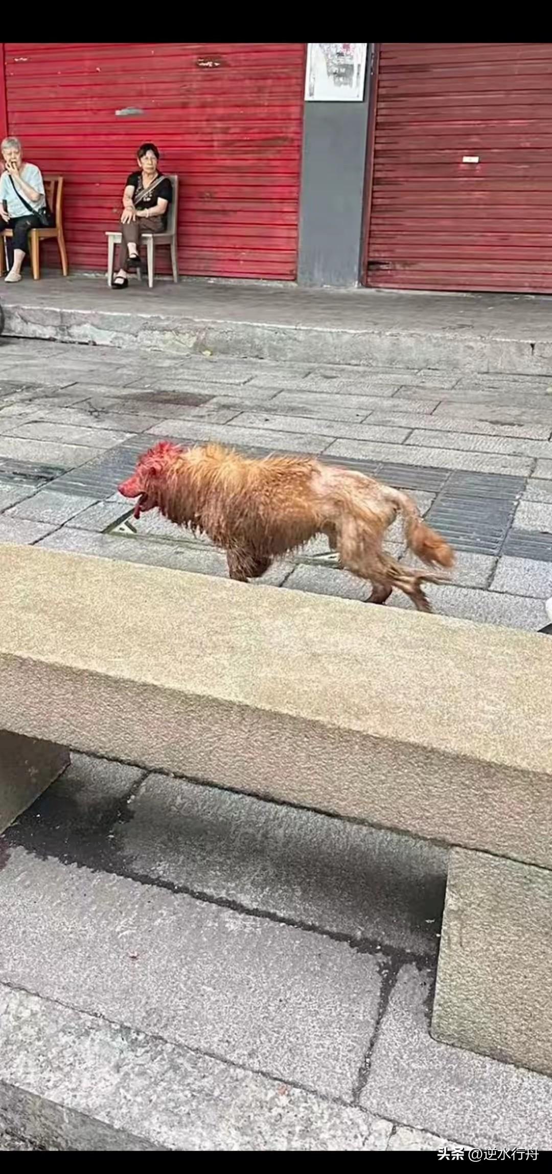 这只浑身是血的狗是从屠宰场逃了出来的，据说宰杀的时候一锤没打死就它冲了出来。它游