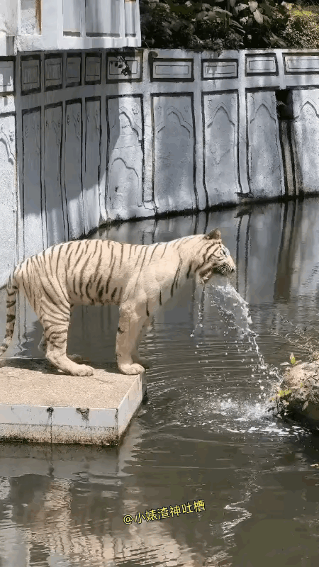 这大猫，昨天得喝了多少才会这样？