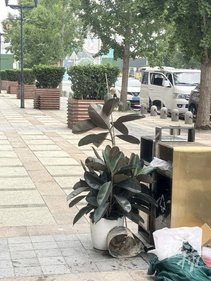 以后网购都有阴影了！北京，女子在网上花59.8元买了一盆“黑金刚橡皮树”，想着装