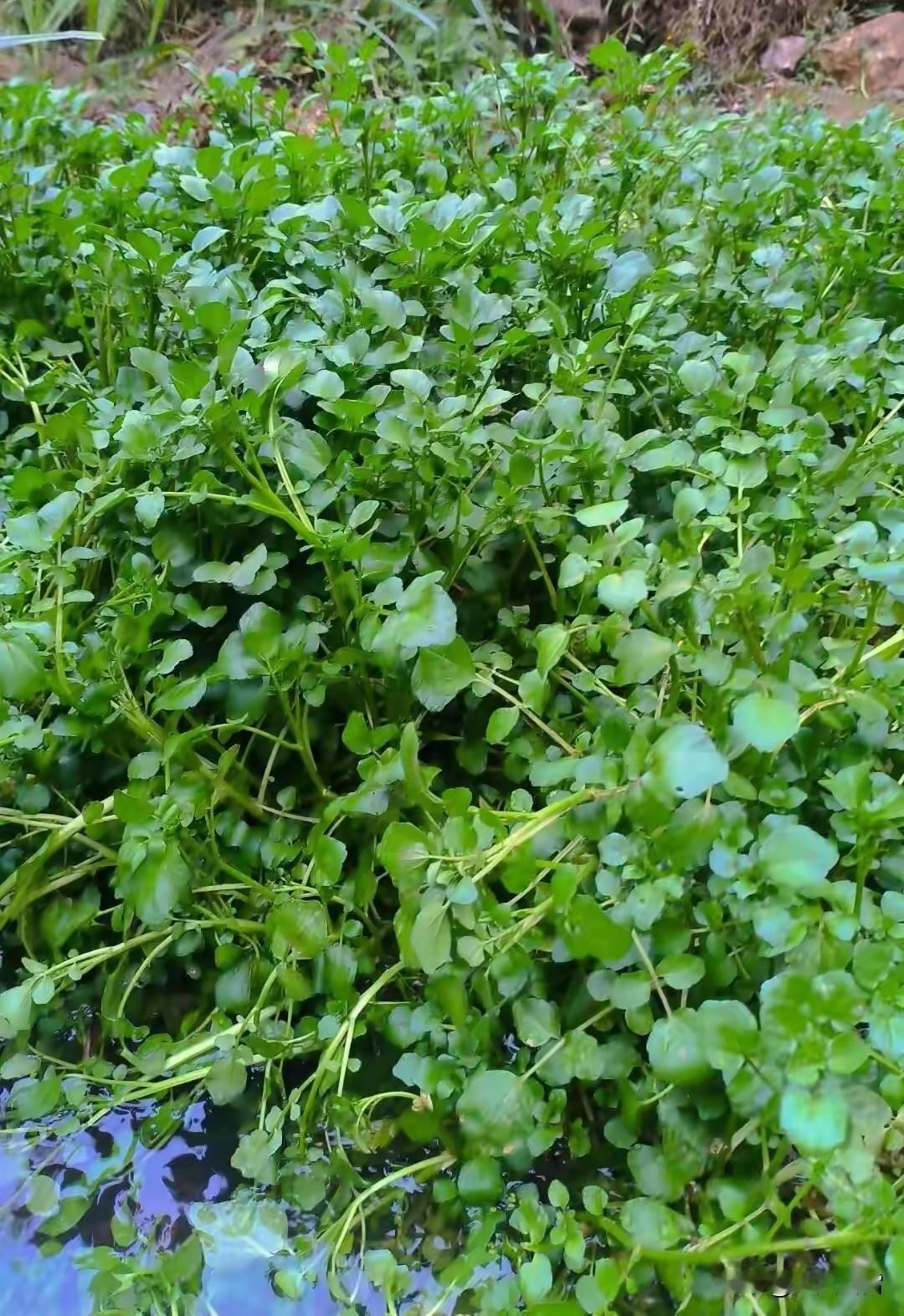 西洋菜的学名叫豆瓣菜。为何豆瓣菜叫“西洋菜”，其实和葡萄牙人有关。在20世纪