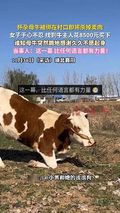 万物皆有灵！近日湖北襄阳，女子在村口遇见了一头即将被卖掉吃肉的怀孕母牛，于心不忍