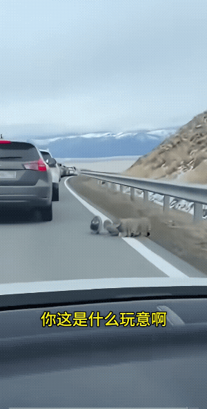 不是虎里虎气的猫，也不是猫里猫气的虎。不过，可千万不能整到家里去。不碰它，它