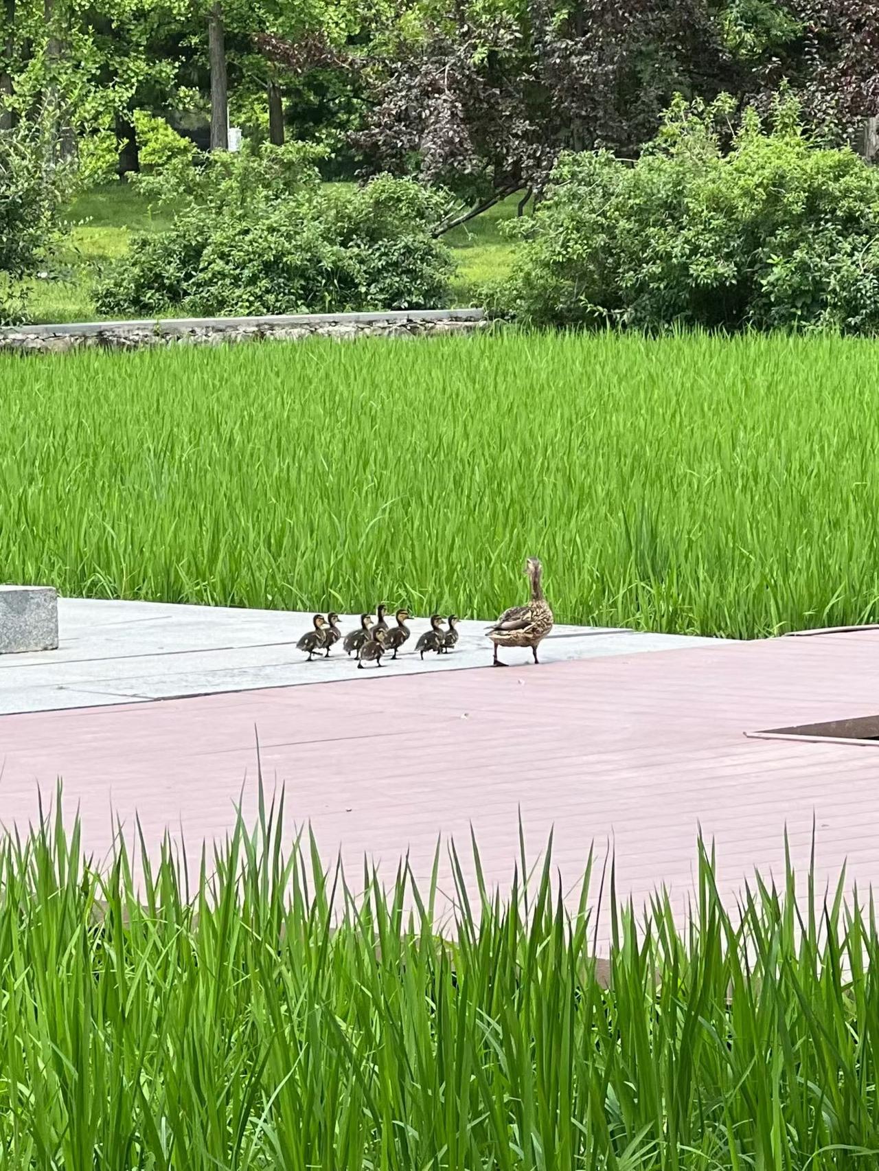 一家人，整整齐齐去抓虫。