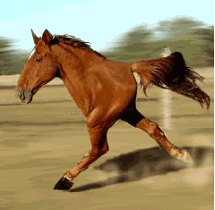 精致马儿高能量上班的一天这小马也太可爱了吧，睡醒的样子萌萌的，每天按点起床，比我