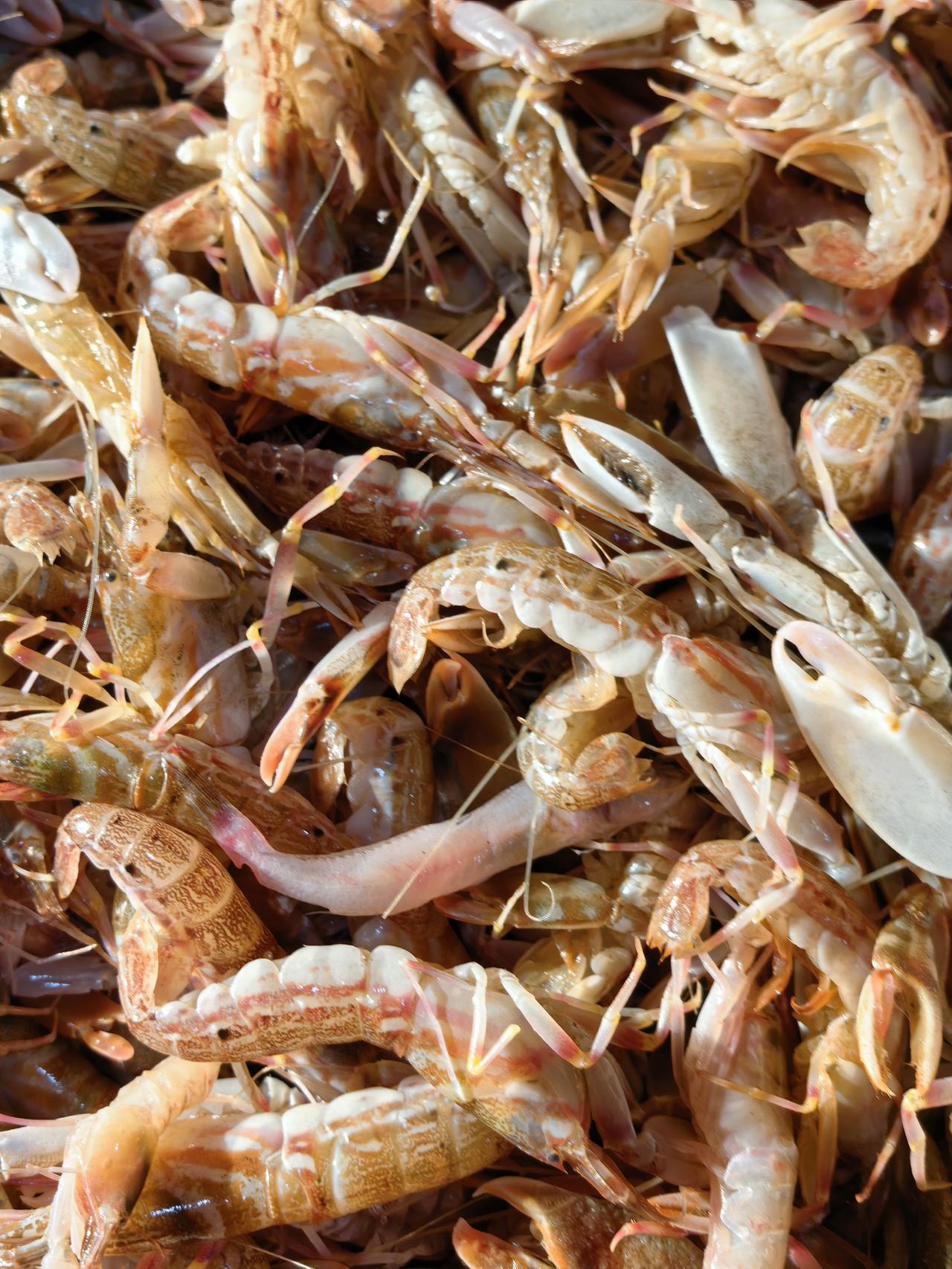 花狗虾，夹板虾，还有叫啥名字的，请赐教[作揖][作揖][作揖]