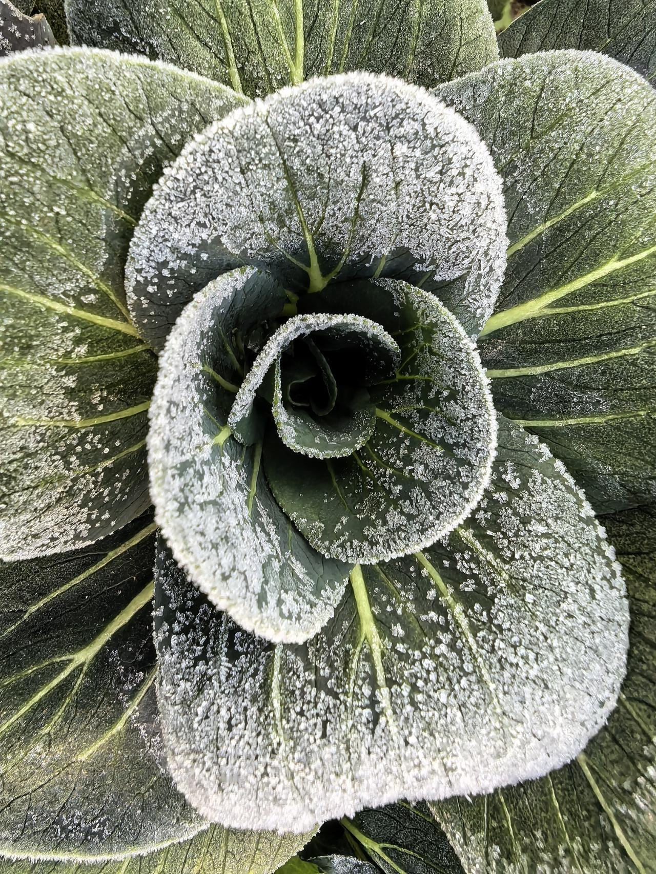 晓来庭户外，霜华似初雪”。四九时节，江南多地迎来连续霜冻天。这个乡下的清晨，