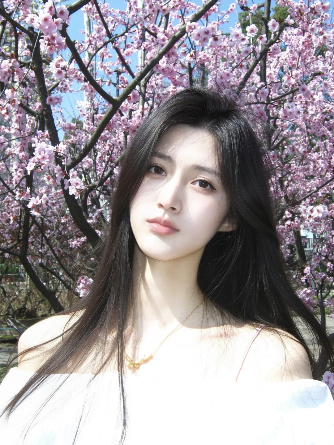 春天周而复始🌸