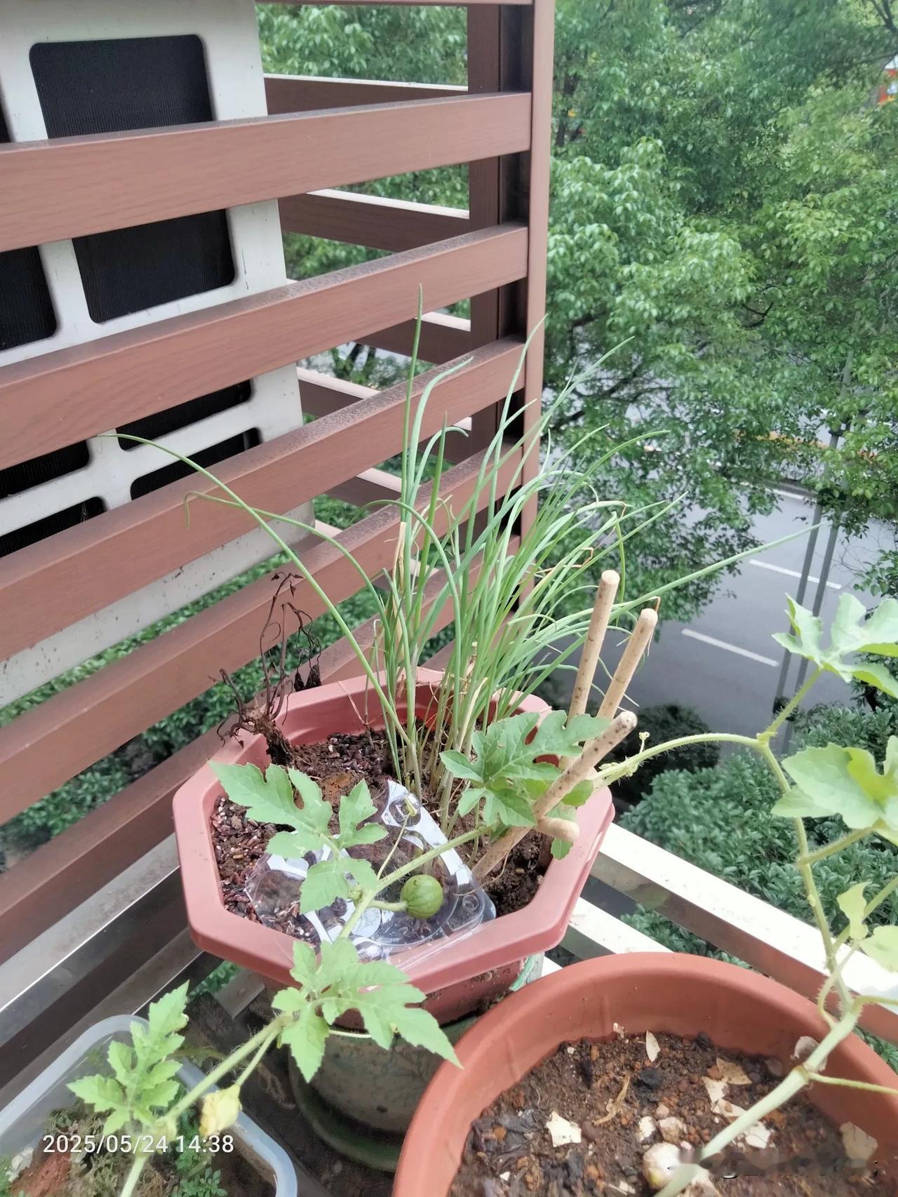 俺家的阳台西瓜，天天盼着它长大！[呲牙笑]