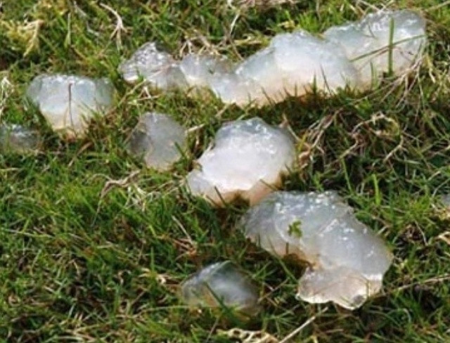 【天降神秘“果冻”！其实是青蛙卵？】早在14世纪，英国医生约翰就在著作中记录了一