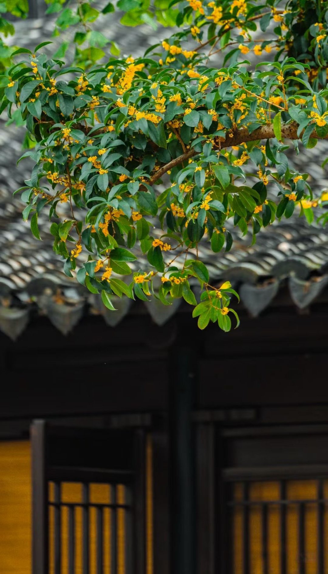 人生如花花开花落用心欣赏坦然淡然释然就是最好的心境