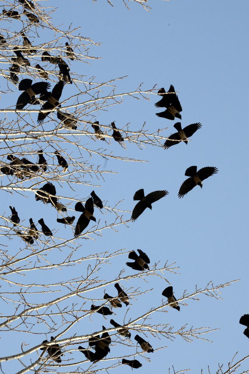 天津医院上空乌鸦扎堆？官方回应来了，真相和你想的不一样1月12日傍晚，天津