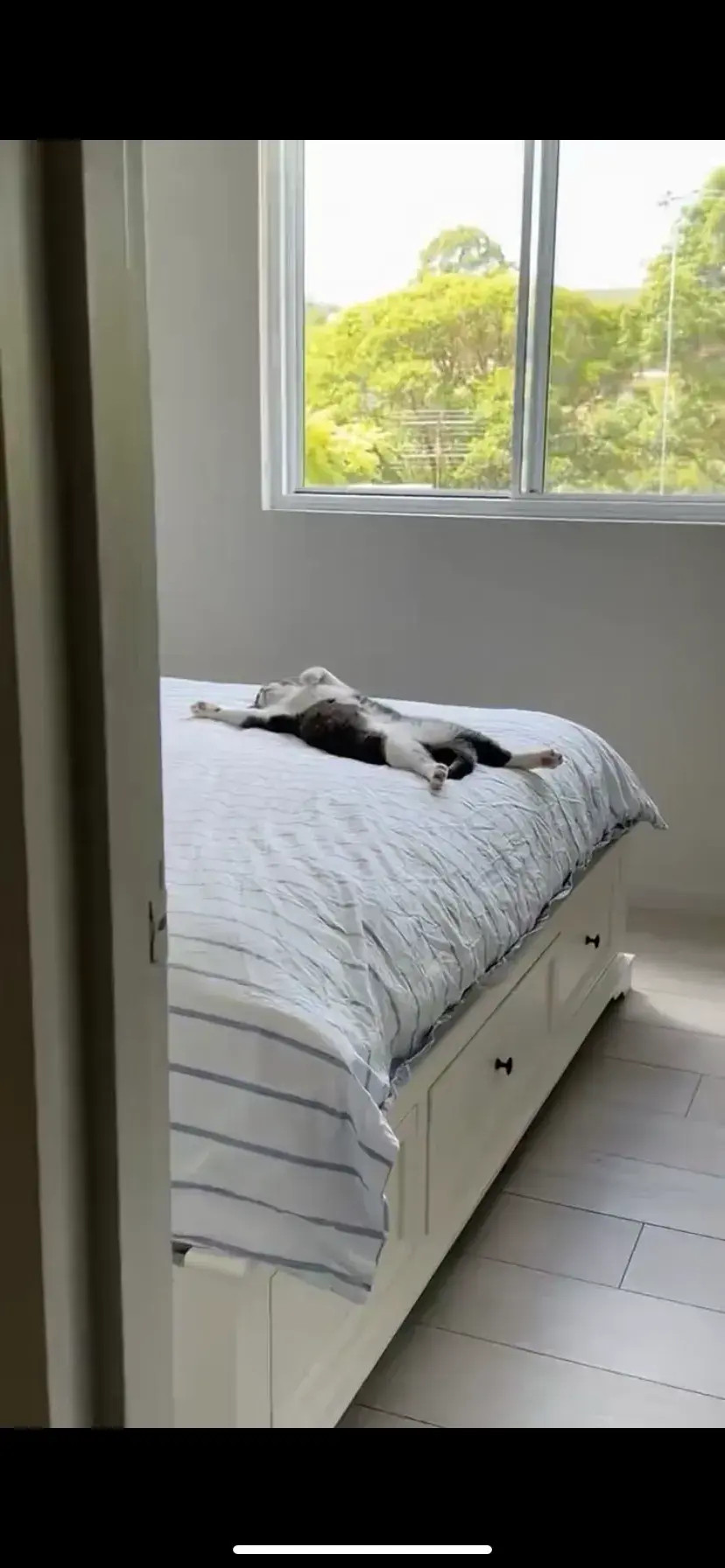 幸福的小猫生活！