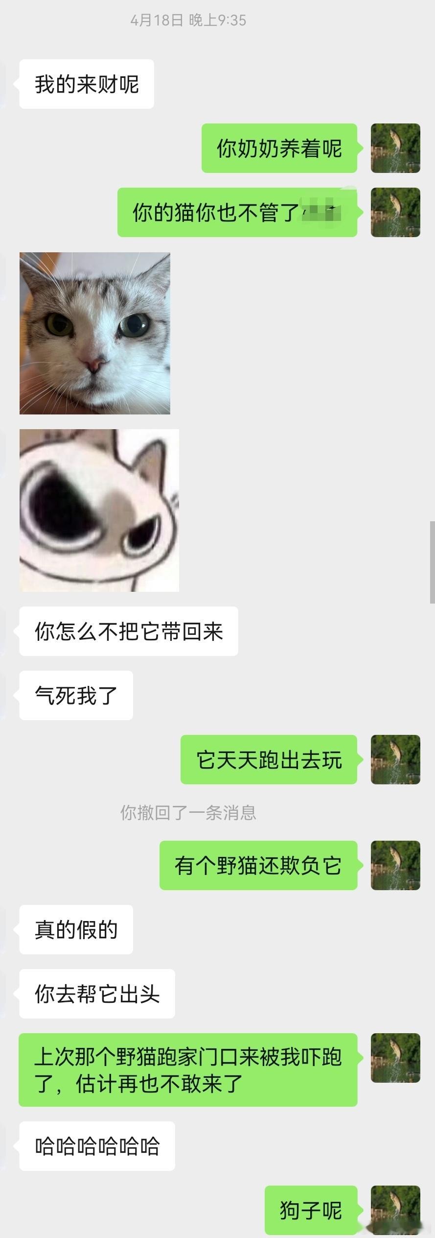 孩子又养猫又养狗，自己也不养，让我伺候着，小猫是孩子晚上放学回来路上，跟着他的一