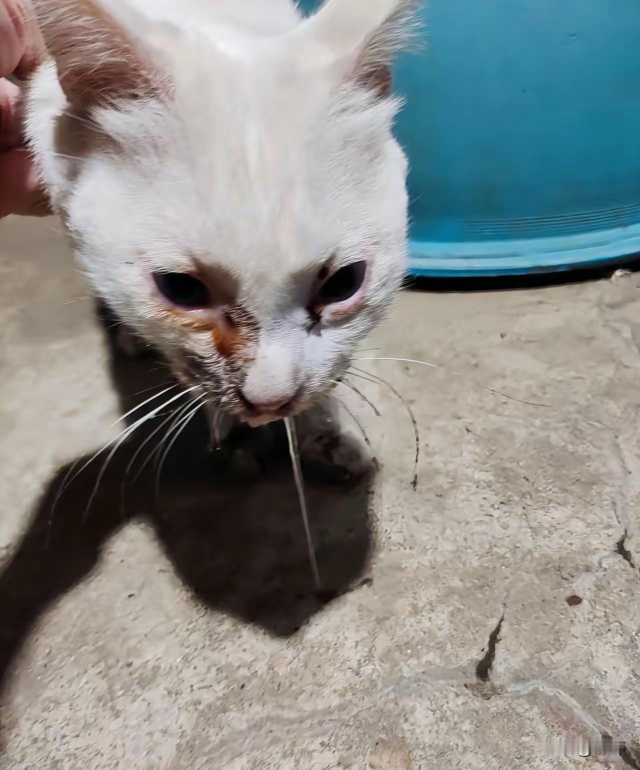 太可怜了！有些人真的太坏了！一位阿姨发现她居住的老小区有只流浪猫，它的眼睛好像有