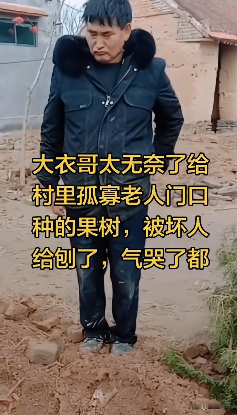 大衣哥太无奈了，给村里孤寡老人门口种的果树，被坏人给刨了，气哭了这个村里的民风
