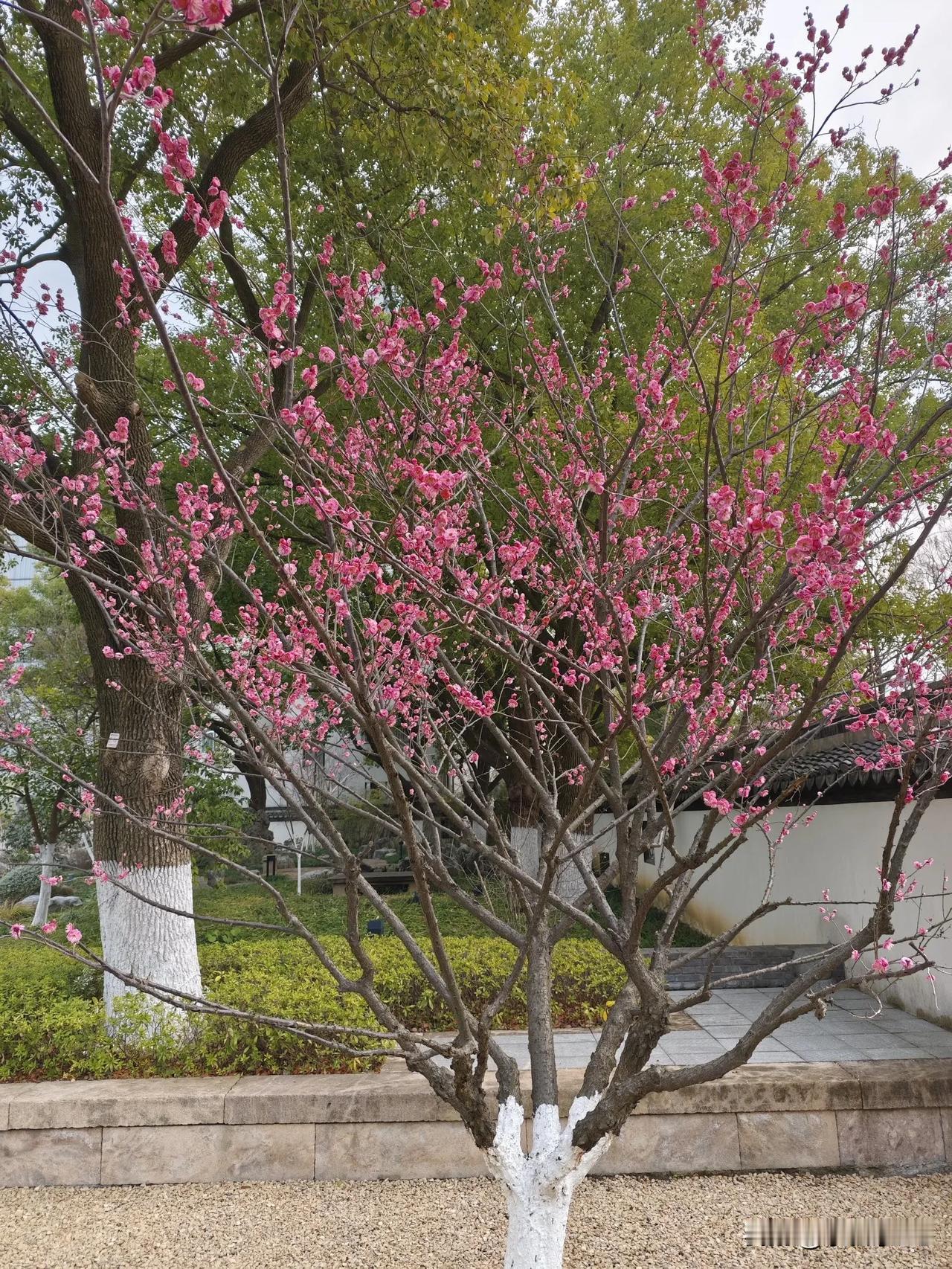 嘉兴的梅花盛开，那可是一道绝美的风景。嘉兴与梅花缘分不浅，像嘉兴植物园里，市民