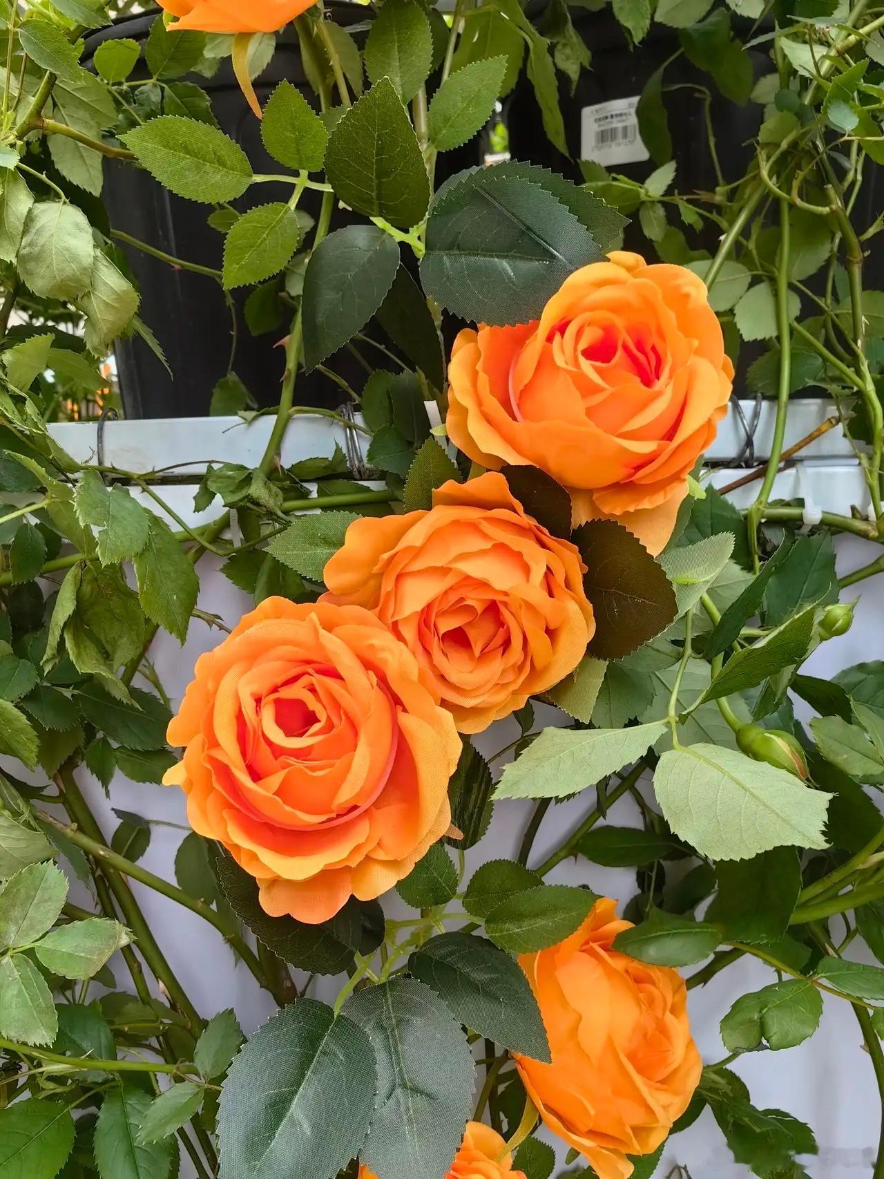 全员碎股又来了，你准备好了吗！据北交所公布的信息显示，新睿电子将在北交所