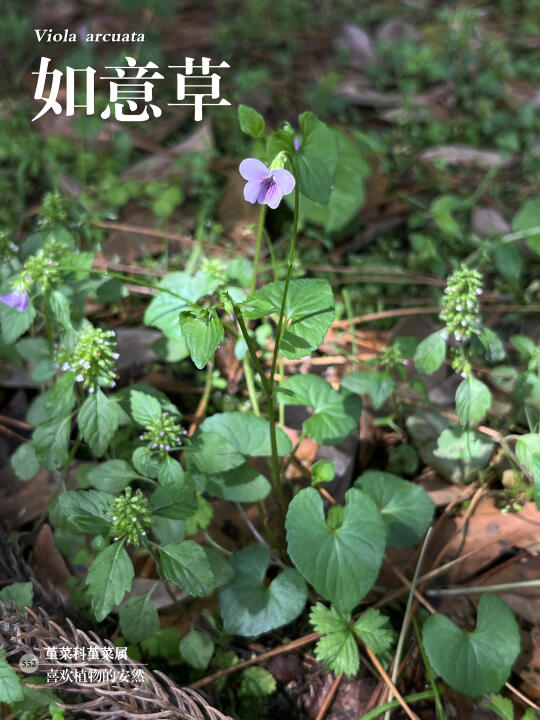 福州植物打标552｜粉紫色小花如意草