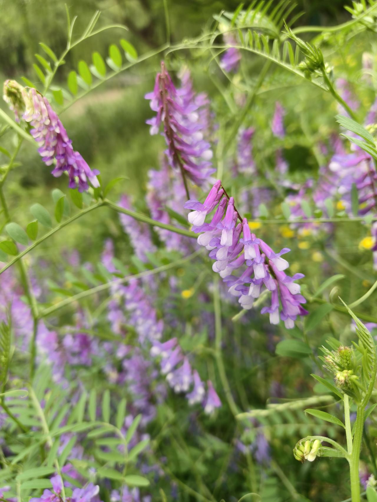 原来这是广布野豌豆呀，见过多少回居然现在才知道它的名字。我们这里每年一到这个季