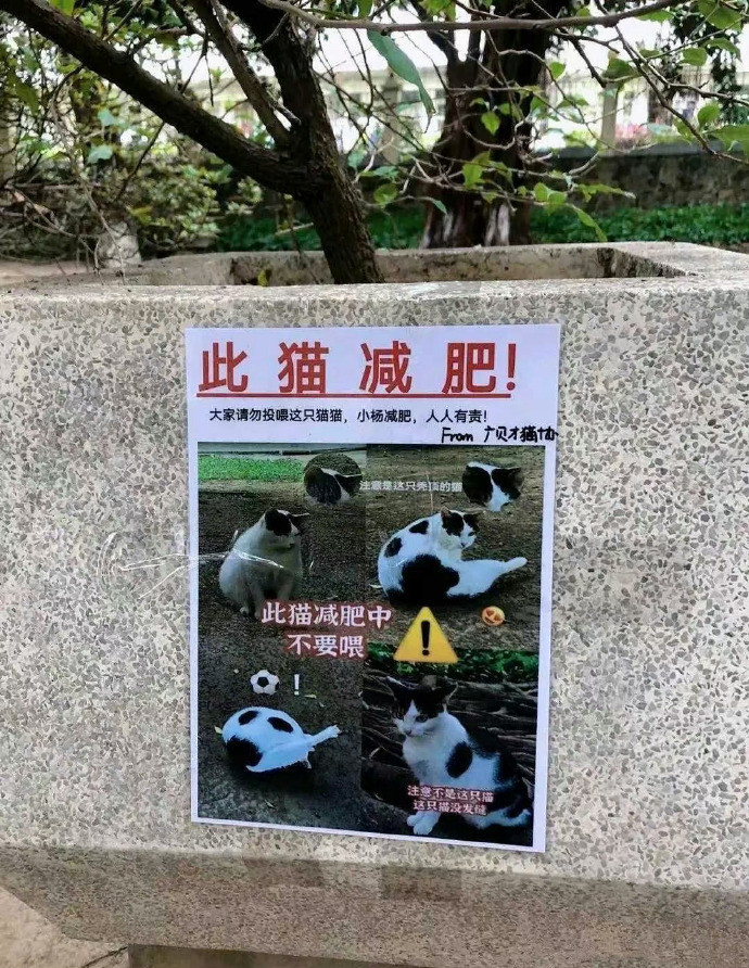 猫猫:吃瓜吃到自己家……