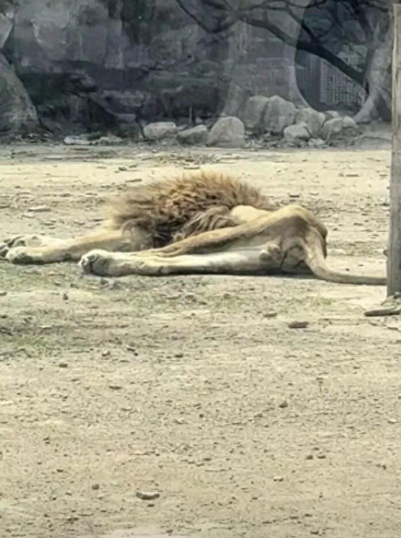 看的心疼！辽宁本溪，一女子去逛动物园，发现一头狮子躺在地上，已经瘦成了皮包骨，女