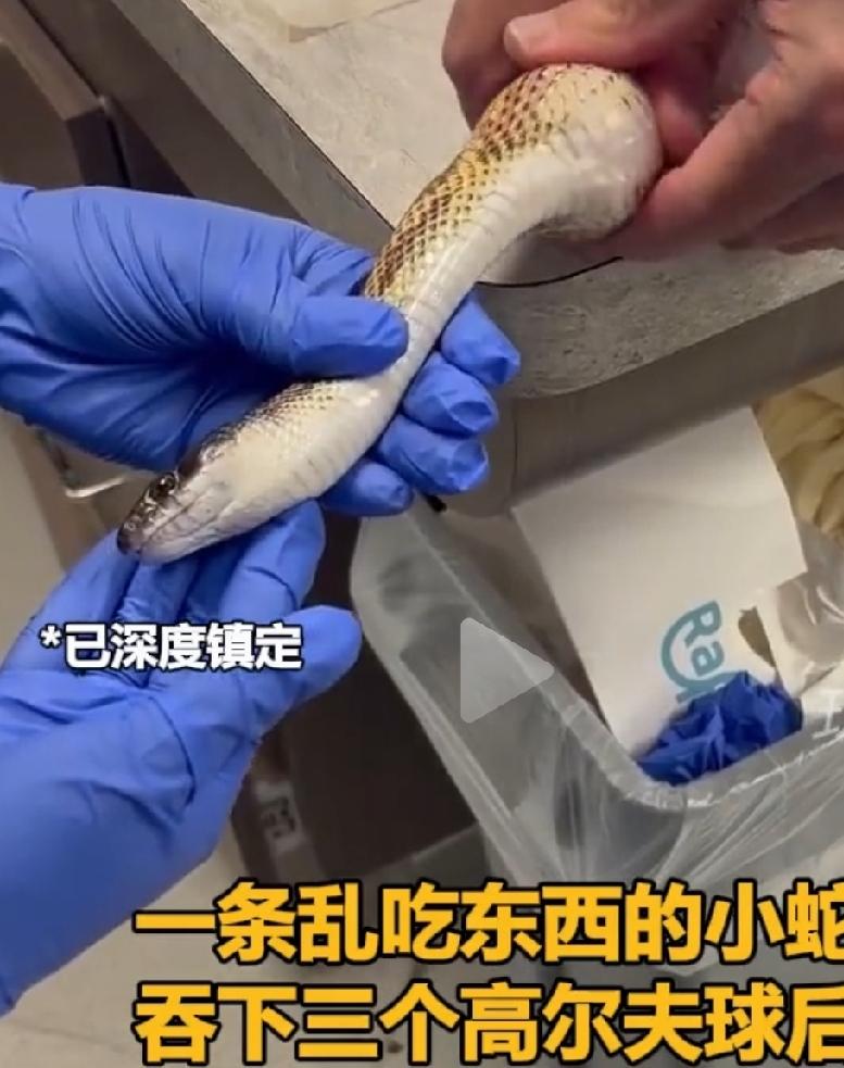 一条饥肠辘辘的小蛇，溜进了高尔夫球场，发现了一个高尔夫球。小蛇兴奋不已，以为是鸡