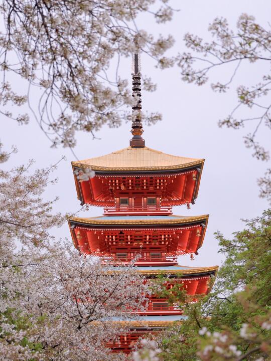 交换春天 | 武汉无可替代的赏樱顶流~